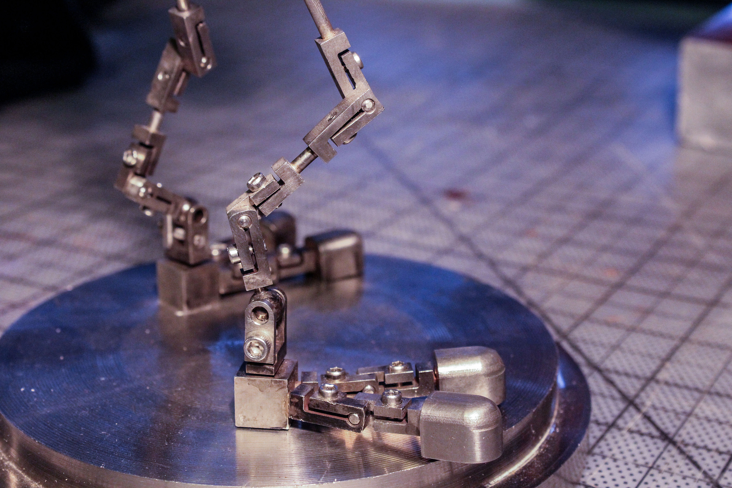 Close up of the Emur's legs